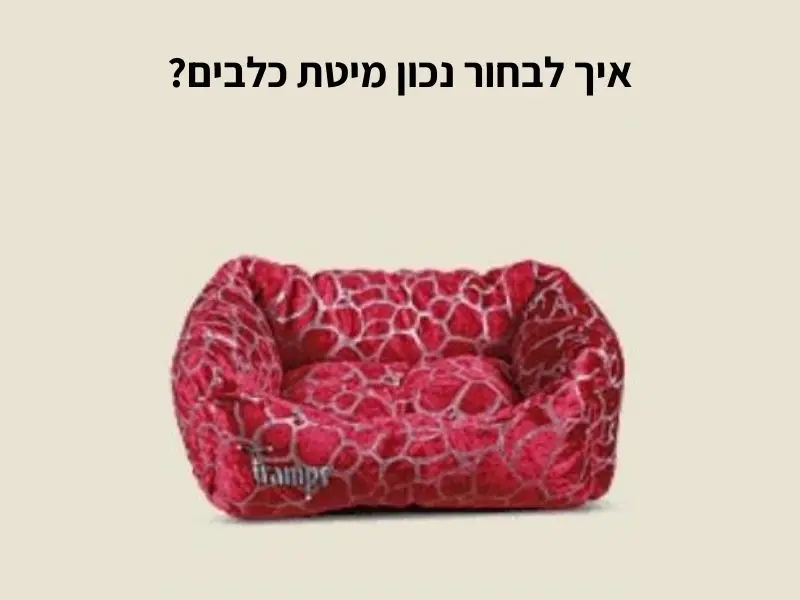 מיטה לכלבים | איך לבחורנכון מיטת כלבים