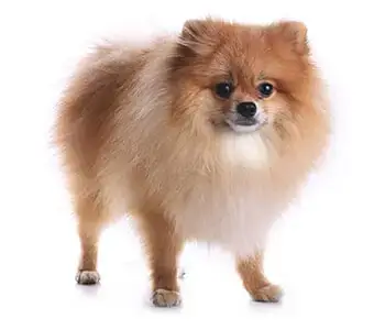 חנות חיות בנס ציונה