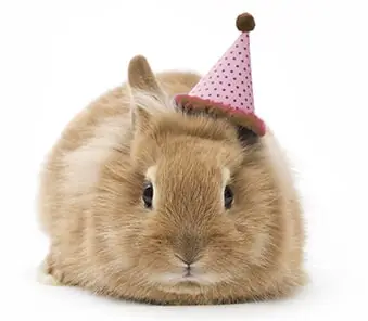 חנות חיות נס ציונה