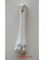 חנות חיות בנס ציונה