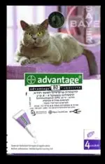 חנות חיות בנס ציונה