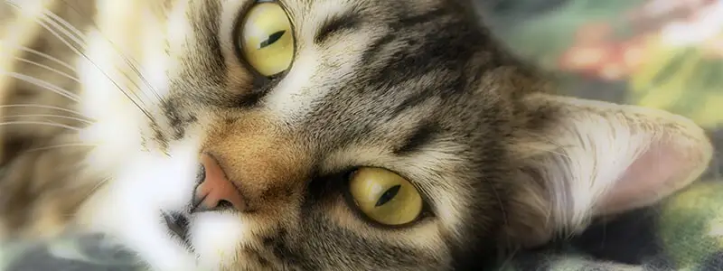 השמנה אצל חתולים