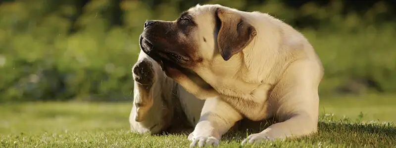 תולעת הפארק