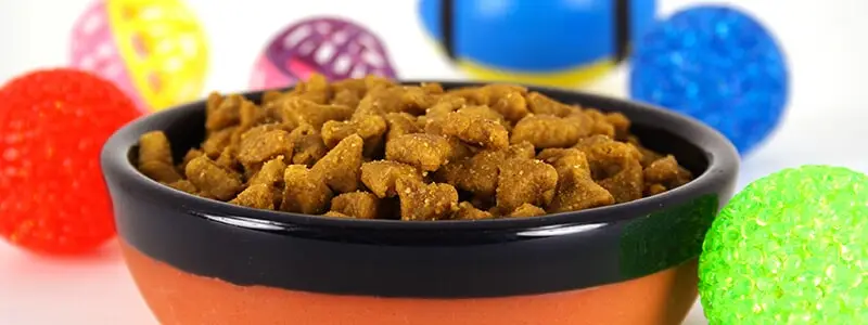 ציוד לכלבים