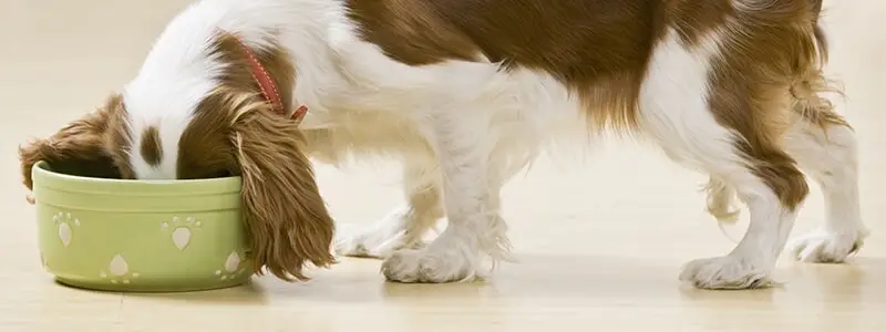 התאמת המזון לסוג הכלב שלכם ולגילו