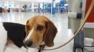 חנות חיות בנס ציונה