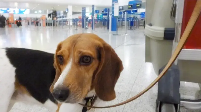 חנות חיות בנס ציונה