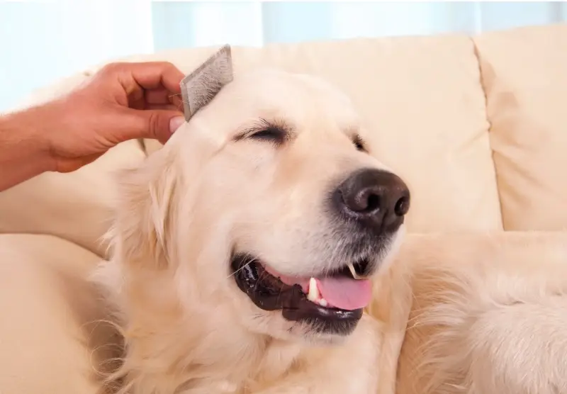 חנות חיות נס ציונה