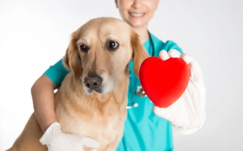 מזון דיאטטי לכלבים