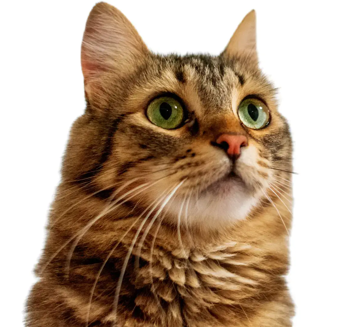 מזון יבש לחתולים