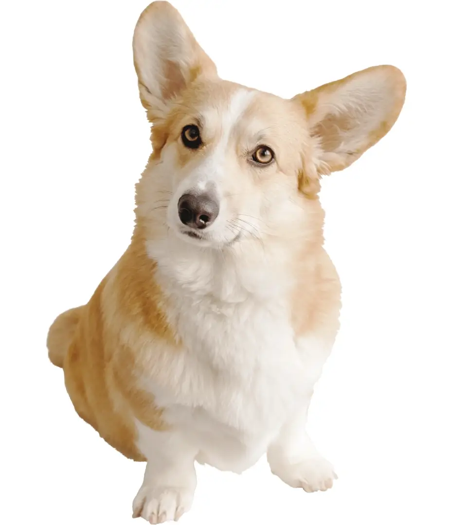 מזון יבש לכלבים