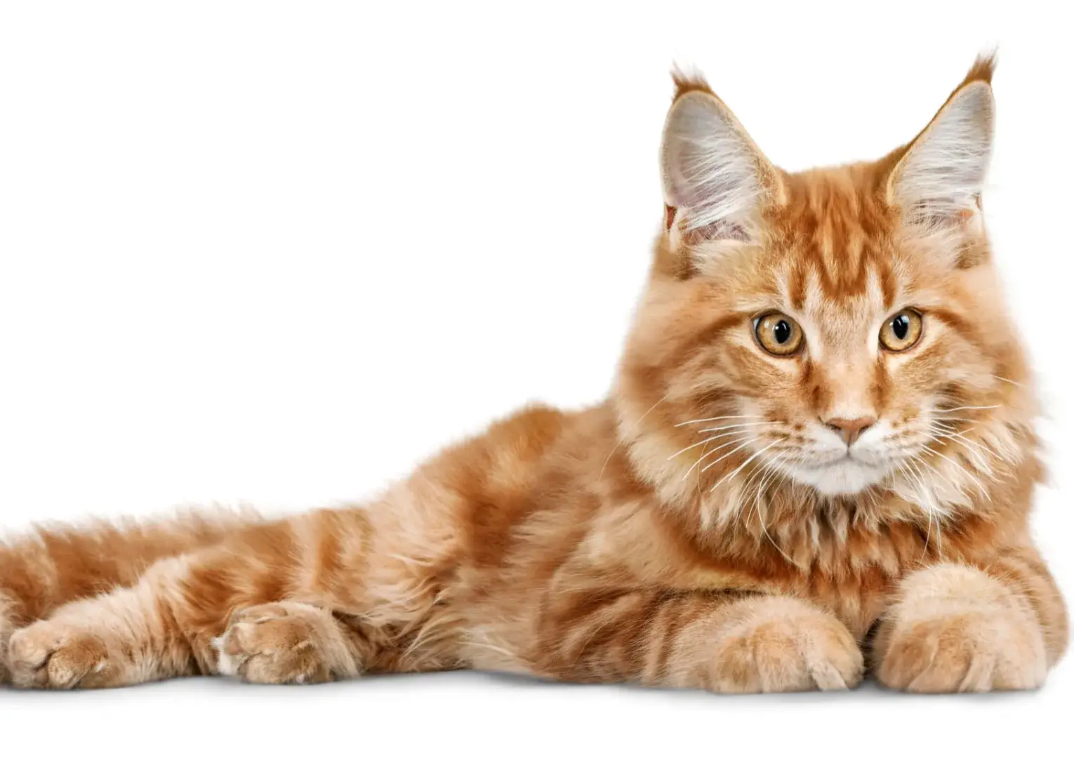 מזון רטוב לחתולים