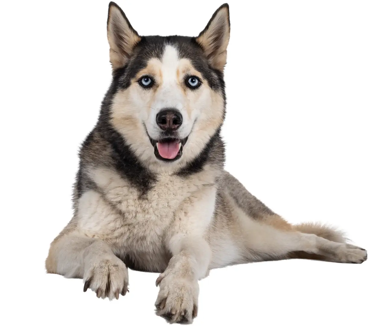 מזון רטוב לכלבים