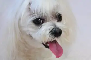 שמות לכלבים