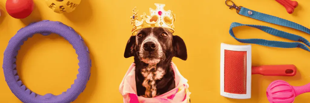 טיפולים מקצועיים לכלבים