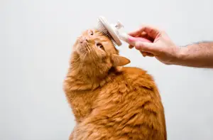 מדריך לשמירה על בריאות החתול - דוגפיקס