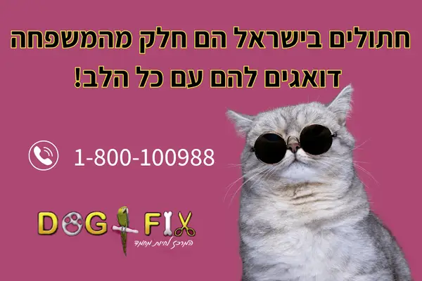 חתולים בישראל הם חלק מהמשפחה דואגים להם עם כל הלב!
