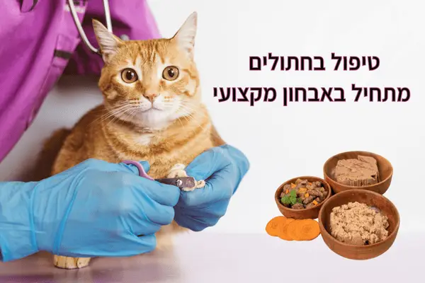 טיפול בחתולים מתחיל באבחון מקצועי