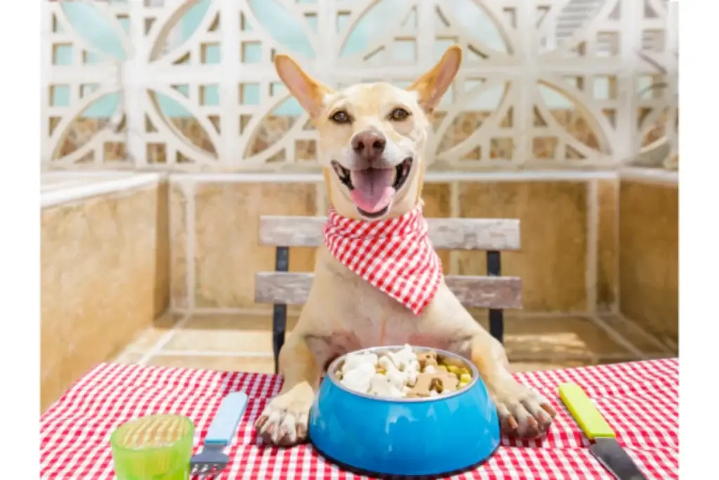 משלוחי-אוכל-לכלבים